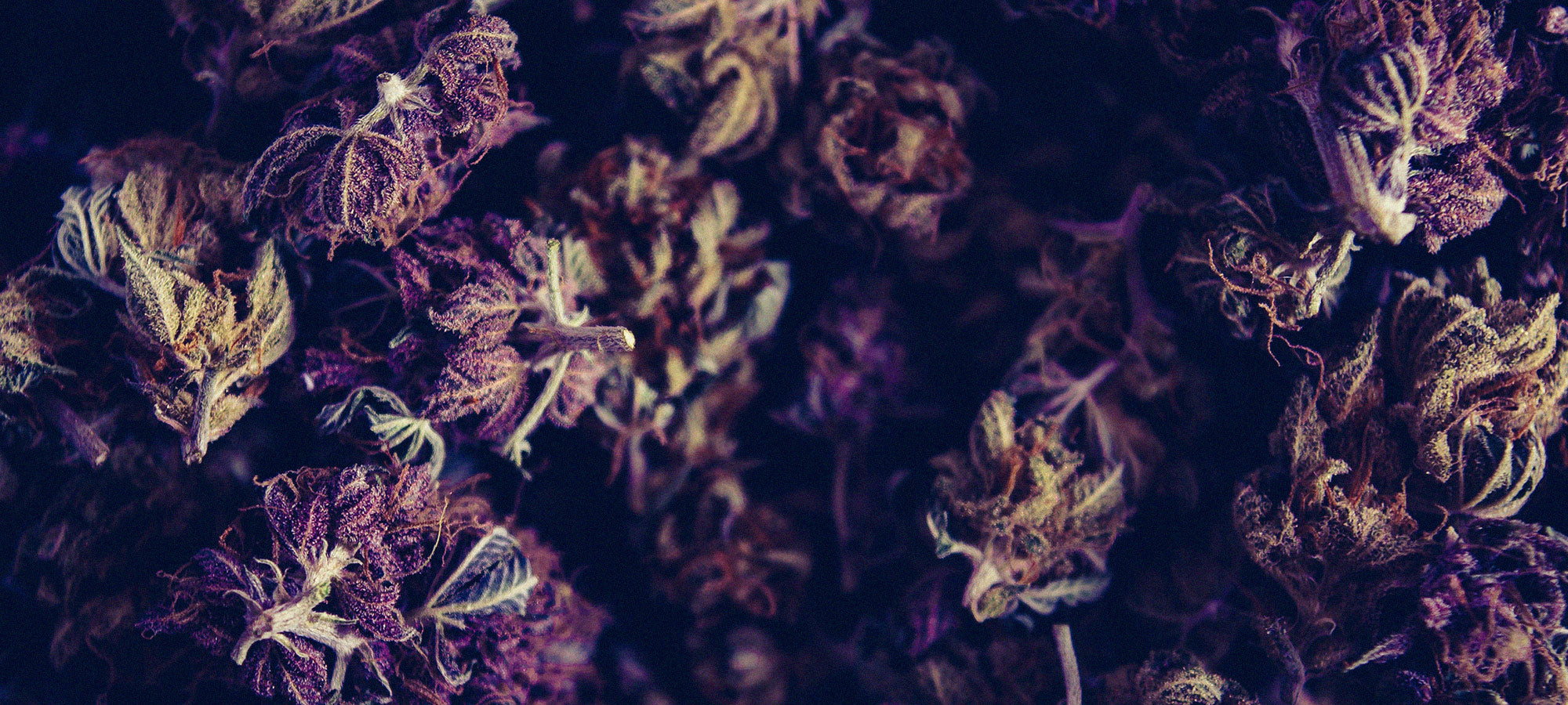 What are CBG Oils and Flowers
